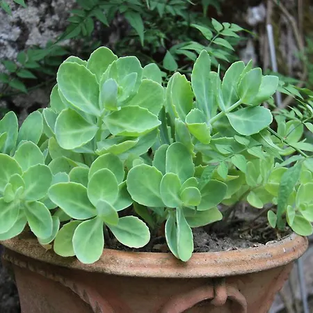 Фермерский дом Casa Grande De Juncais - Serra Da Estrela Форнуш-ди-Алгодриш
